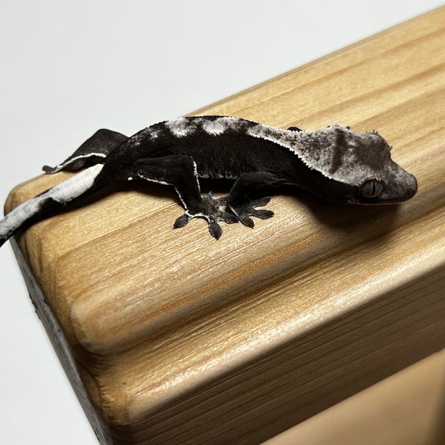 아잔틱