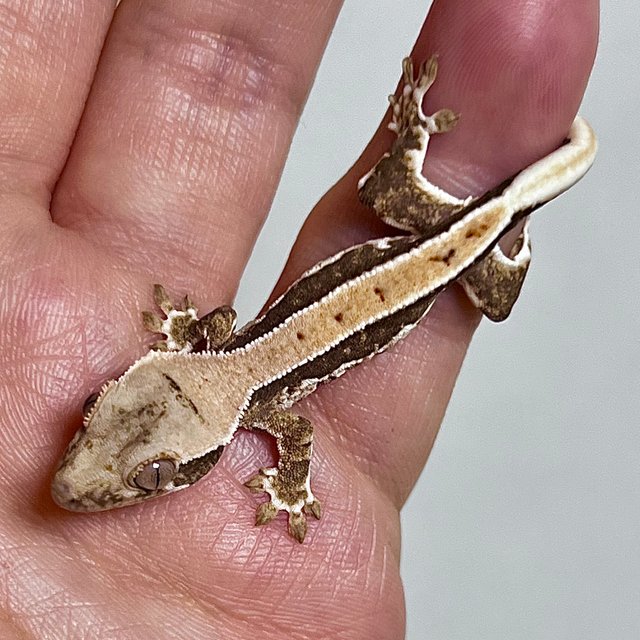 릴리100%헷아잔틱