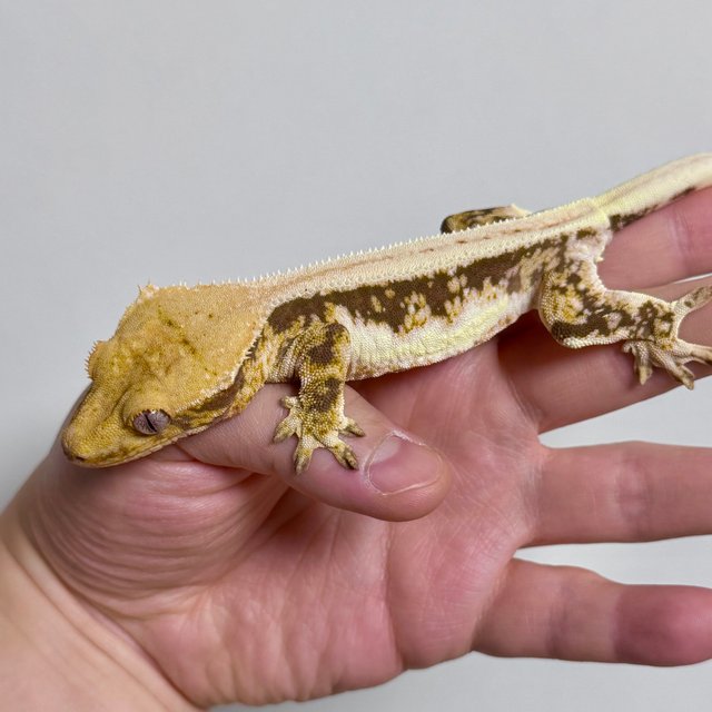 릴리100%헷아잔틱