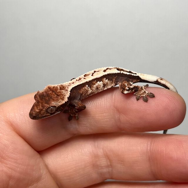세이블
