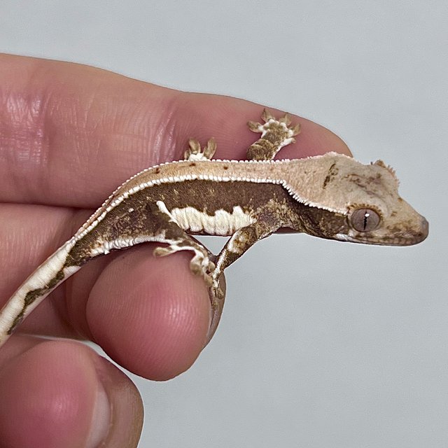 릴리100%헷아잔틱