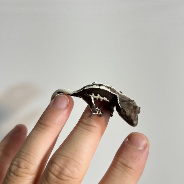 릴잔틱