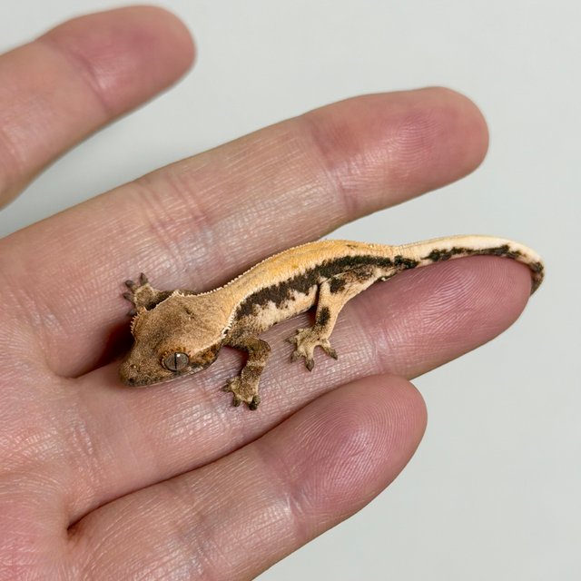 세이블 릴리100%헷아잔틱 릴리 세이블 100%헷아잔틱