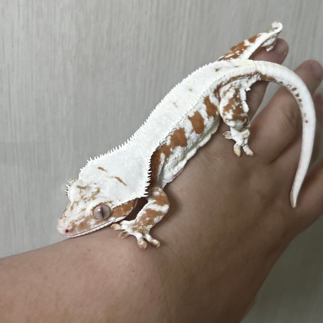 릴리100%헷아잔틱