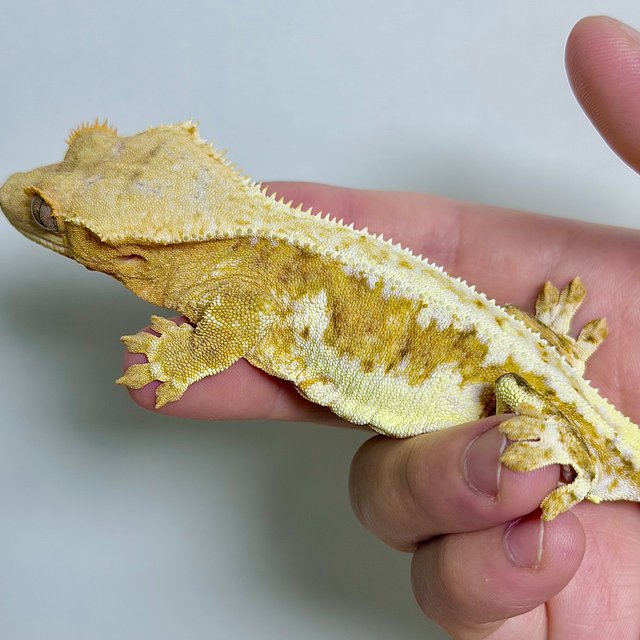 릴리100%헷아잔틱