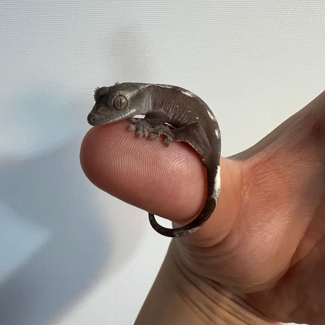 아잔틱