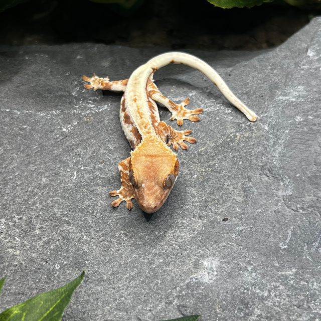 프라푸치노