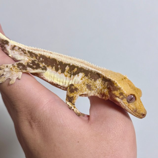 릴리100%헷아잔틱