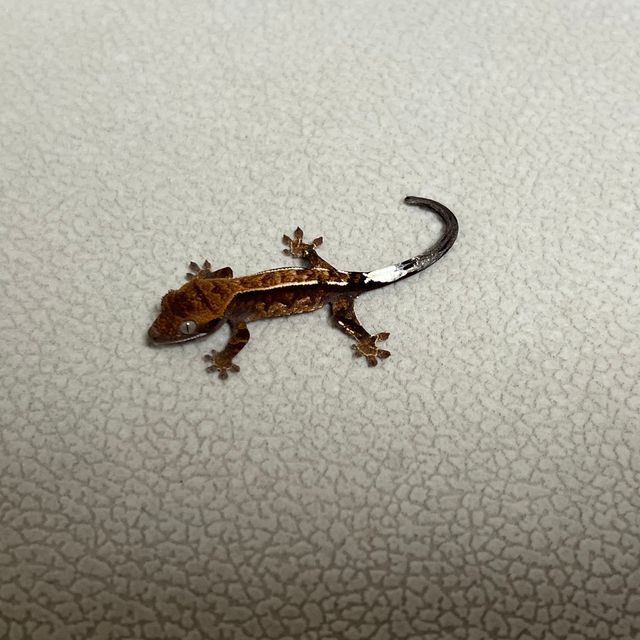 카푸치노 트라이
