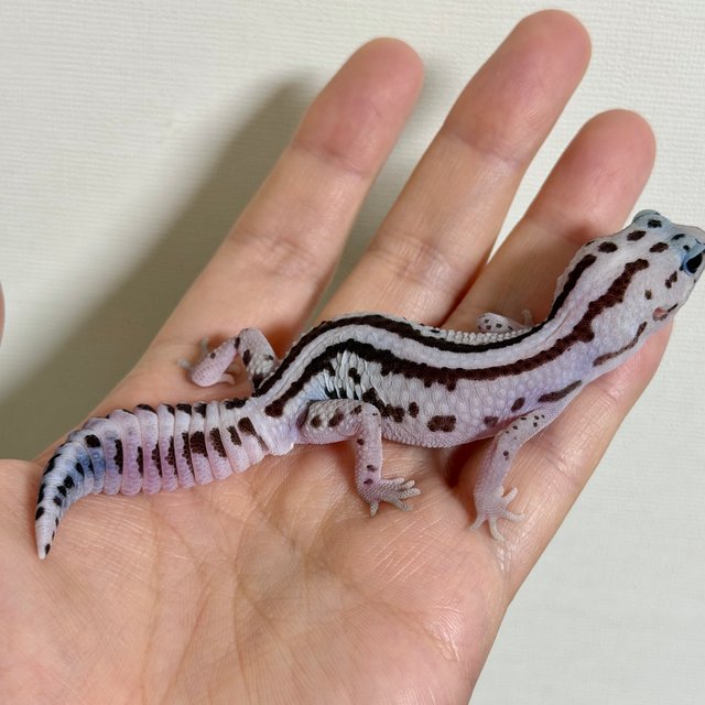 화이트아웃 오레오 패턴리스 헷 고스트