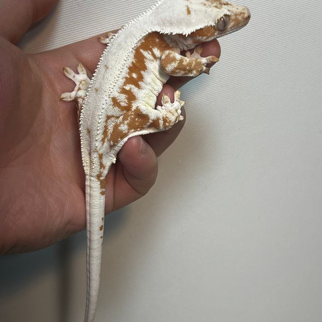 릴리100%헷아잔틱