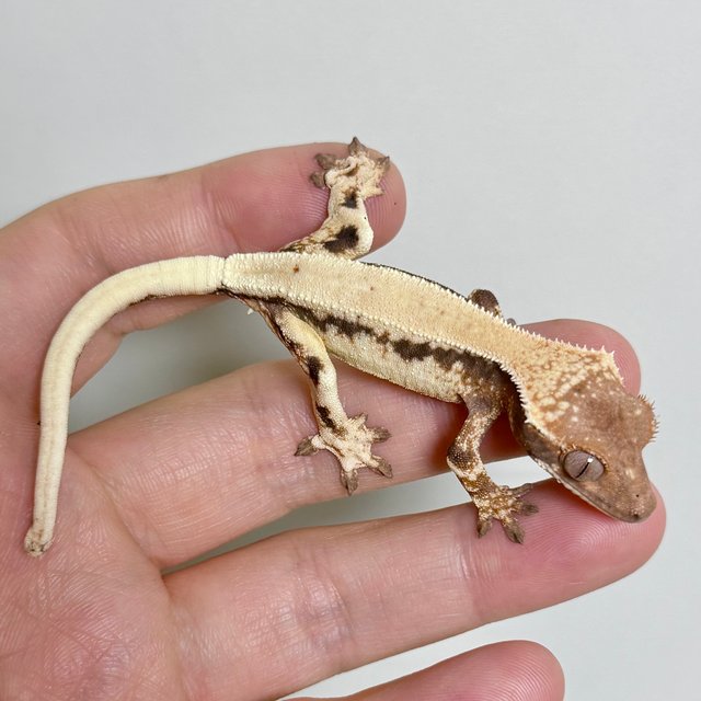 솔리드백 릴리 세이블