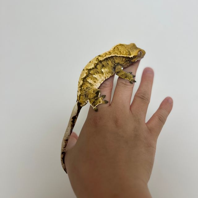 바브 트라이 익스트림할리퀸