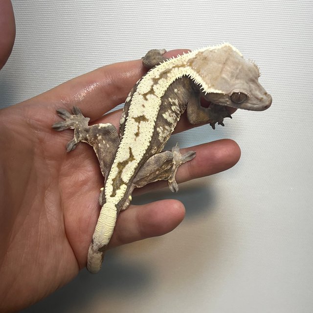 세이블