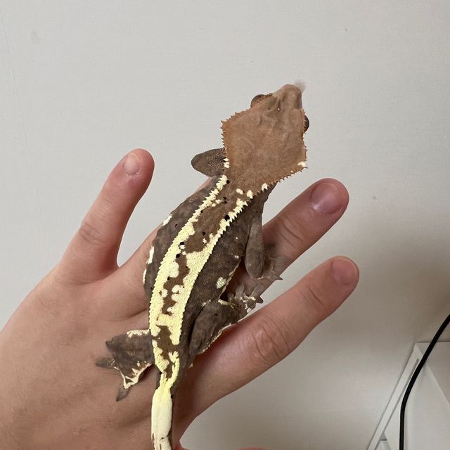 카푸치노