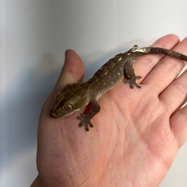 아잔틱