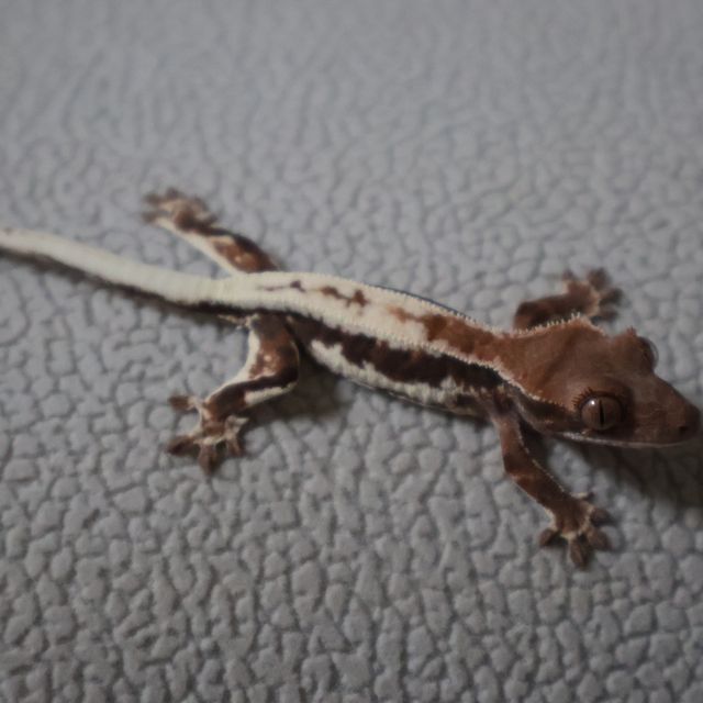 프라푸치노