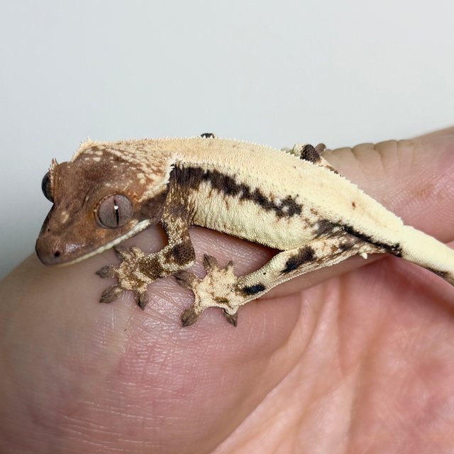 솔리드백 릴리 세이블