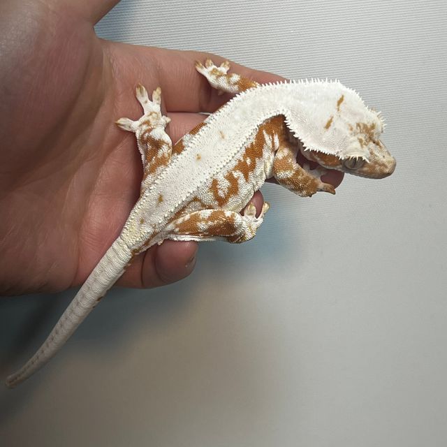 릴리100%헷아잔틱