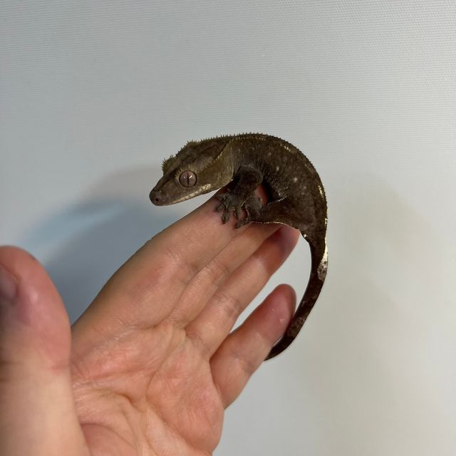 아잔틱