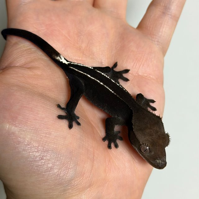 핀스트라이프 화이트핀 아잔틱