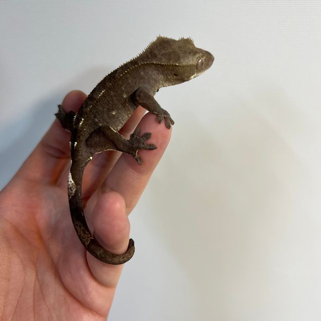 아잔틱