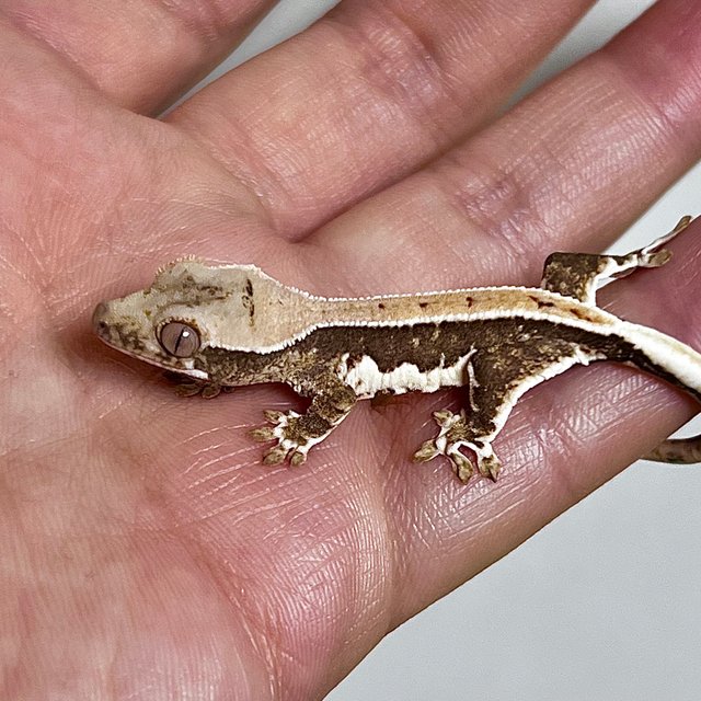 릴리100%헷아잔틱