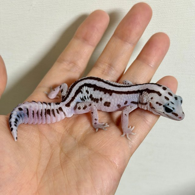 화이트아웃 오레오 패턴리스 헷 고스트