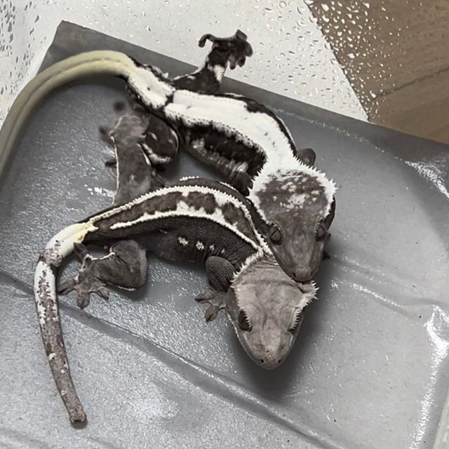 릴잔틱