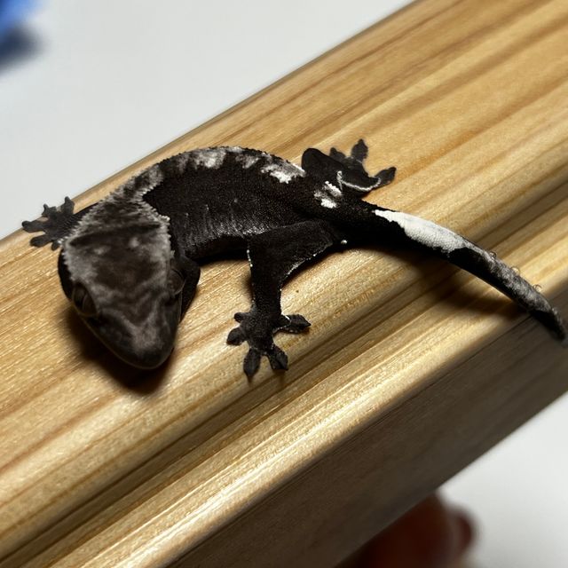 아잔틱