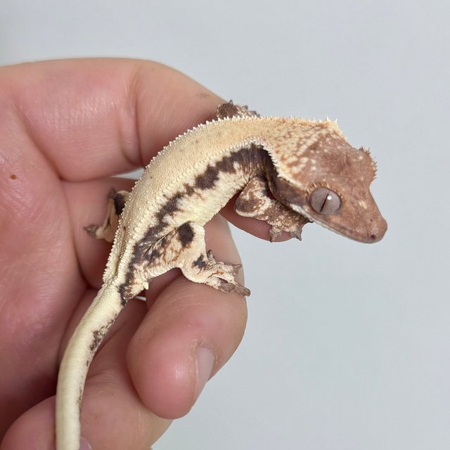 솔리드백 릴리 세이블