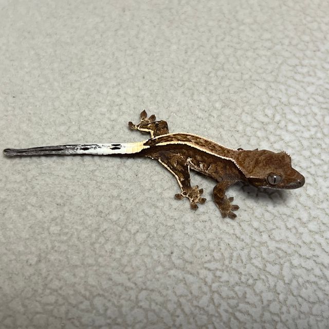 카푸치노 화이트핀