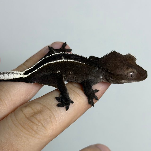 아잔틱 화이트포트홀 화이트핀 풀핀