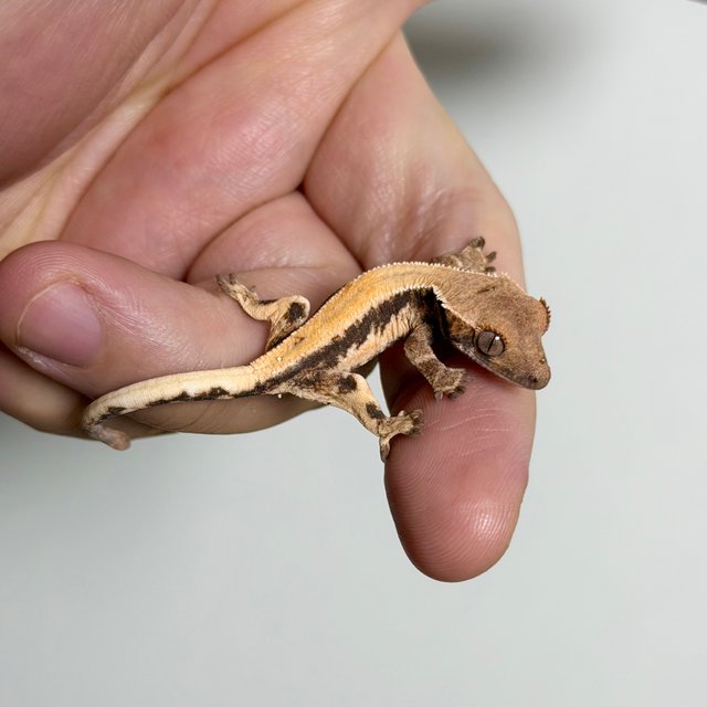 세이블 릴리100%헷아잔틱 릴리 세이블 100%헷아잔틱