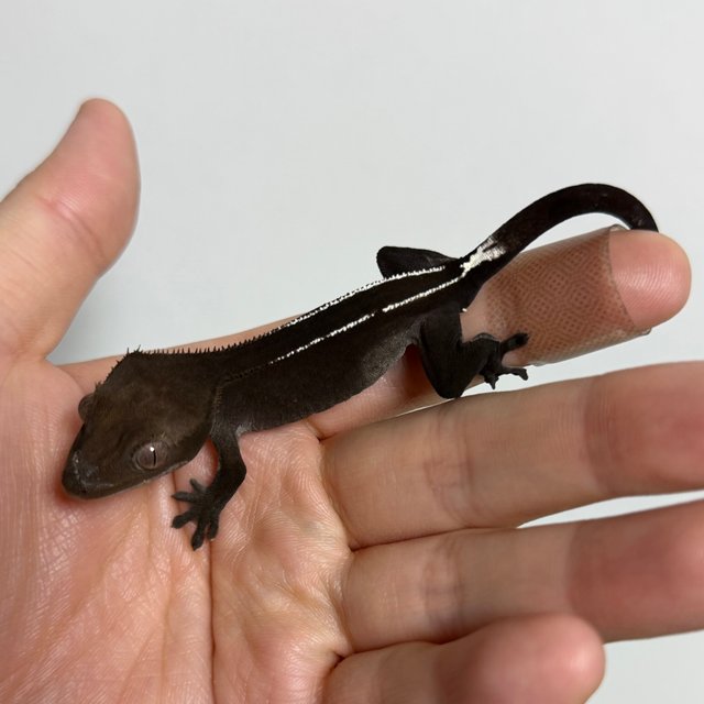 핀스트라이프 화이트핀 아잔틱