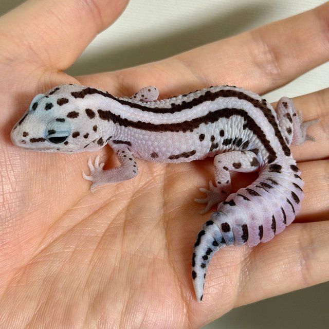 화이트아웃 오레오 패턴리스 헷 고스트