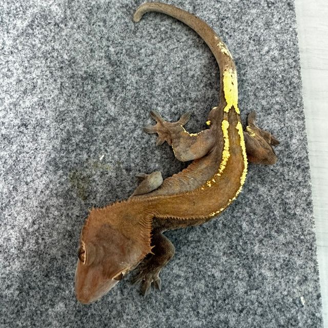 카푸치노