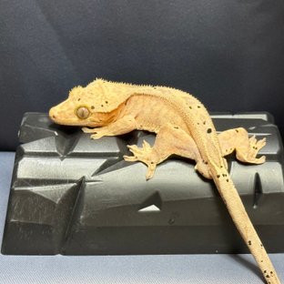 달마시안 옐로우 노멀 100%헷아잔틱