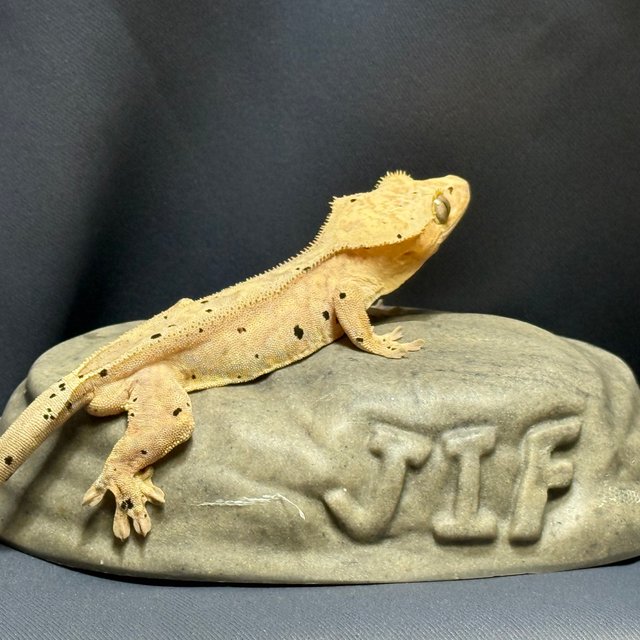 달마시안 옐로우 노멀 100%헷아잔틱