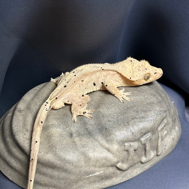 달마시안 옐로우 노멀 100%헷아잔틱