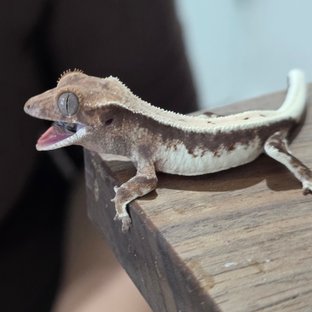 릴리 세이블 100%헷아잔틱 세이블 릴리100%헷아잔틱