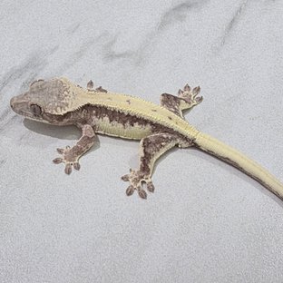 릴리 세이블 100%헷아잔틱 세이블 릴리100%헷아잔틱