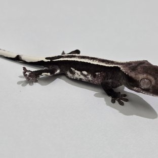 아잔틱 슈퍼스트라이프