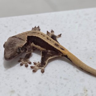 릴리100%헷아잔틱