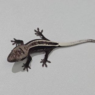 녹룡A11