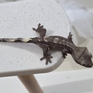 아잔틱