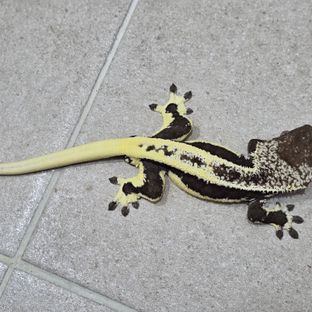 릴잔틱 아잔틱