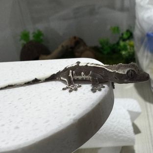 릴잔틱