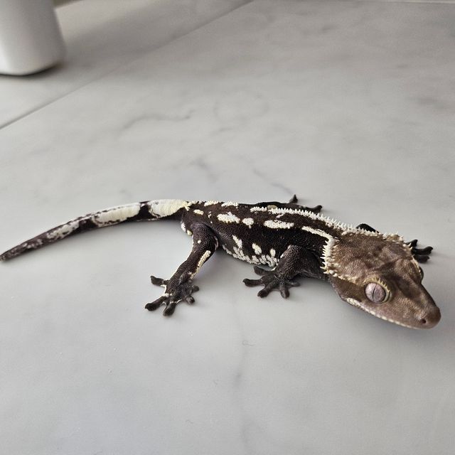 아잔틱