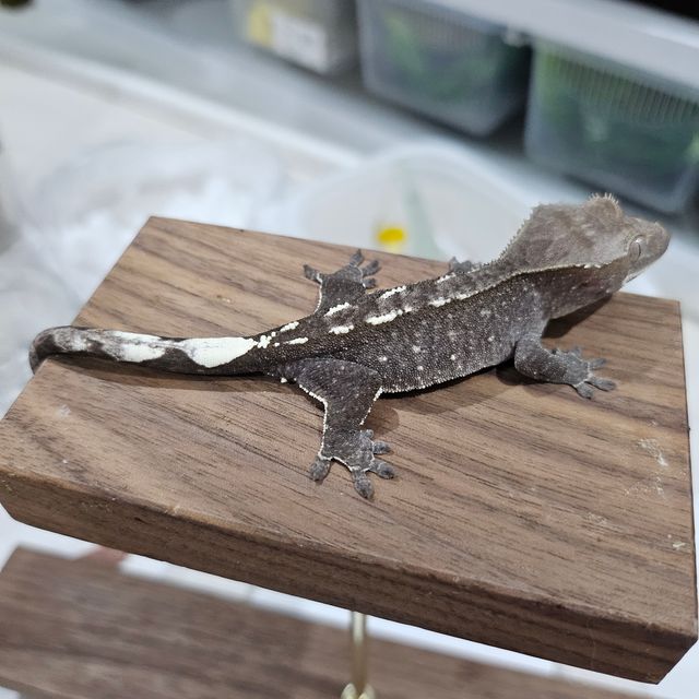 아잔틱